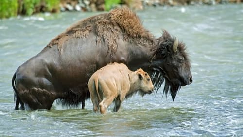 Yellowstone : Nature extrême Saison 1 Épisode 4