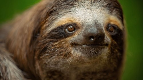 Les outsiders du monde animal Saison 1 Épisode 5