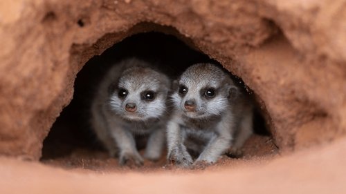 Les outsiders du monde animal Saison 1 Épisode 2