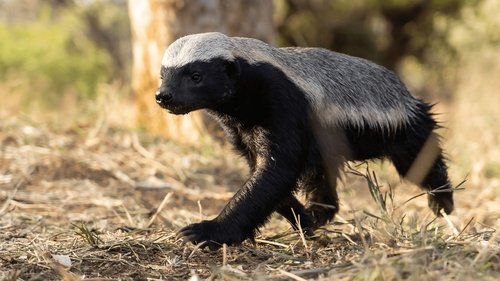 Les outsiders du monde animal Saison 1 Épisode 1