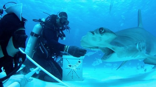 All the Sharks : Trouvez-les tous ! Saison 1 Épisode 6