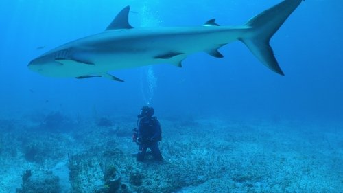 All the Sharks : Trouvez-les tous ! Saison 1 Épisode 5