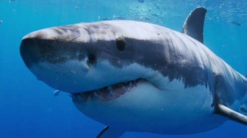 All the Sharks : Trouvez-les tous ! Saison 1 Épisode 4