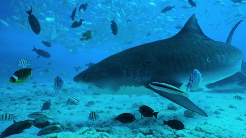 All the Sharks : Trouvez-les tous ! Saison 1 Épisode 1