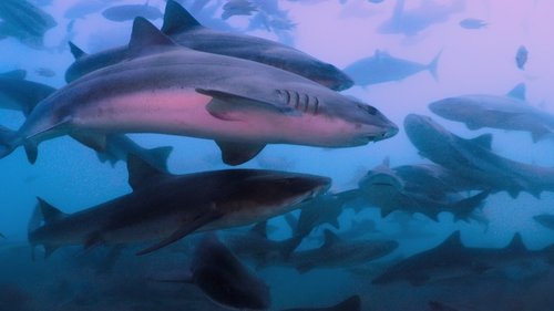 All the Sharks : Trouvez-les tous ! Saison 1 Épisode 3